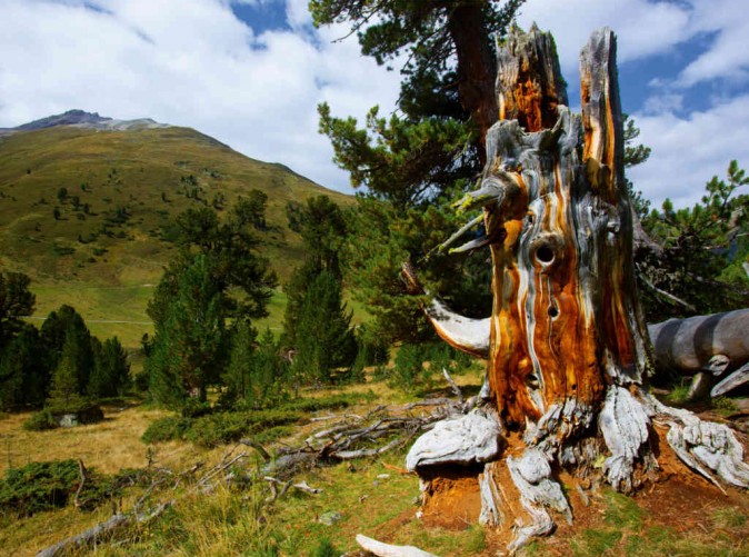 Arvenwald Schweizerischer Nationalpark (c)swissimage.ch 